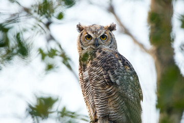 Juvenile Great-horned owl is perched on a tree among foliage.