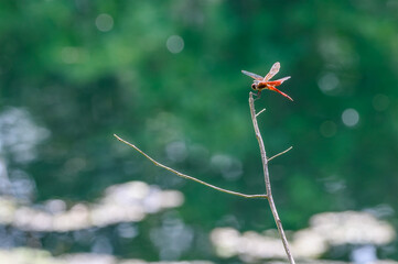Backlit Red Dragonfly (Mosquito Hawk) atop a Dead Plant  in Audubon Park, New Orleans, Louisiana,...