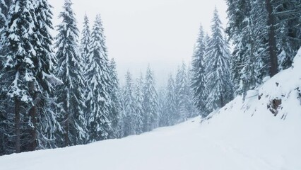 Handheld camera POV shot of traveller climbing snowy mountainside trekking path surrounded by pine tree woods. Tourist walking on frosty mountain hills surrounded by forests covered by snow