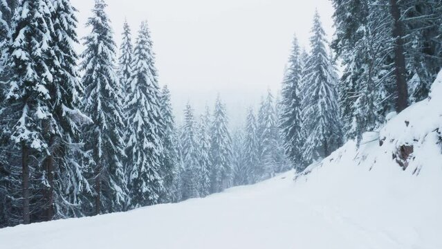 Handheld camera POV shot of traveller climbing snowy mountainside trekking path surrounded by pine tree woods. Tourist walking on frosty mountain hills surrounded by forests covered by snow