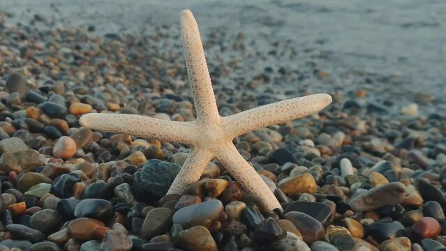 Starfish on the ocean at sunset.