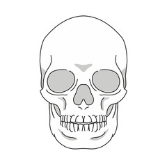 human skull illustration.  transparent background