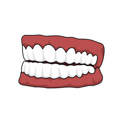 illustration of human teeth.  transparent background