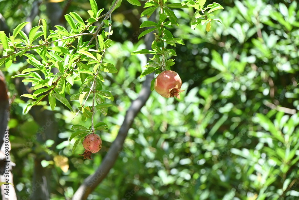 Sticker Pomegranate tree. Vermilion flowers bloom in early summer and bear fruit in autumn. The fruit is edible and the bark is used as a medicinal herb.