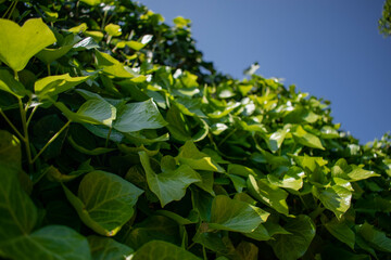 Obraz premium leaves and sky
