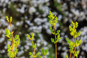 Sprouts of a plant or tree in early spring. Background with selective focus and copy space