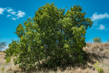 Fototapeta premium Santalum album, or Indian sandalwood, is a small tropical tree, and the traditional source of sandalwood oil. Diamond Head Crater, Honolulu, Oahu, Hawaii