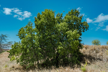 Fototapeta premium Santalum album, or Indian sandalwood, is a small tropical tree, and the traditional source of sandalwood oil. Diamond Head Crater, Honolulu, Oahu, Hawaii