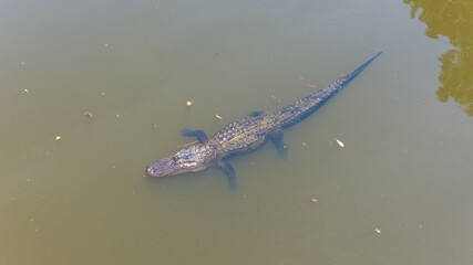 Aerial view of an adult American Alligator in Mobile Bay