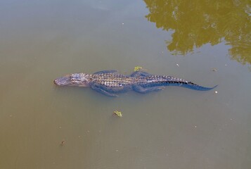 Aerial view of an adult American Alligator in Mobile Bay