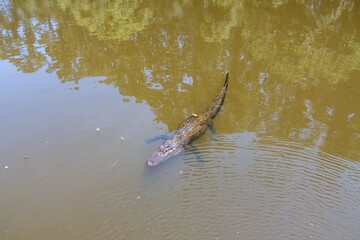 Aerial view of an adult American Alligator in Mobile Bay