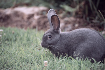 rabbit in the grass