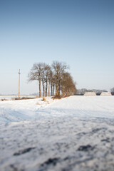 Fototapeta na wymiar trees in the midst of a snow -covered arable field during the day