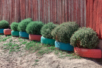 Decorative bushes in pots on the ground near the wooden fence