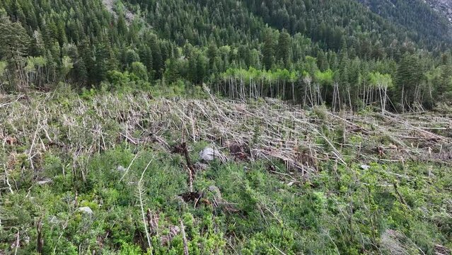 Aerial forest destroyed by winter Avalanche 1. Winter snow avalanche in mountain above Salt Lake City, Utah. Pine and aspen trees were broke and destroyed by powerful destructive force.
