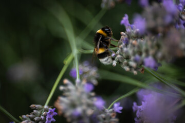 gros plan sur une abeille qui butine une fleur de lavande. Macro photographie
