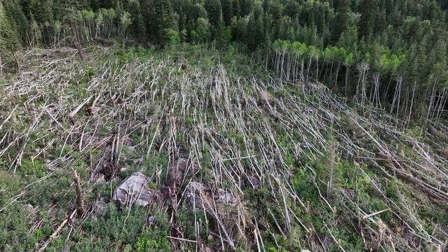 Aerial avalanche destroyed mountain forest trees Utah. Winter snow avalanche in mountain above Salt Lake City, Utah. Pine and aspen trees were broke and destroyed by powerful destructive force.