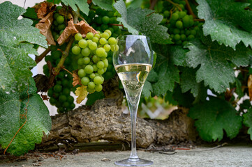 Glass of sparkling white wine with bubbles champagne and green grape vine in Cote des Bar,...