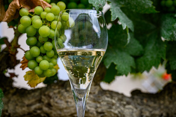 Glass of sparkling white wine with bubbles champagne and green grape vine in Cote des Bar, Champagne region, France