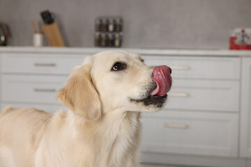 Cute Labrador Retriever showing tongue in kitchen at home