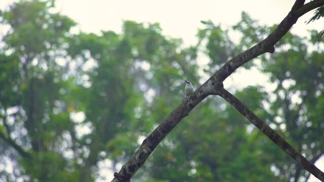 a bali myna leucopsar rothschildi dancing on a tree, natural bokeh background