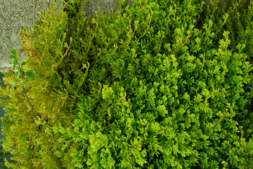 freshness green plant on the garden floor