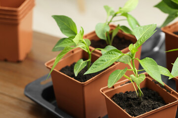 Seedlings growing in plastic containers with soil on wooden table, closeup