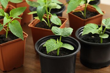 Seedlings growing in plastic containers with soil on wooden table, closeup