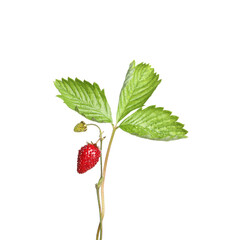 Stems of wild strawberry with berries and green leaves isolated on white