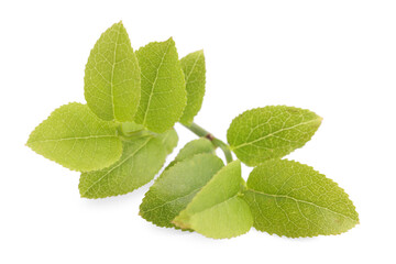 Naklejka na ściany i meble Bilberry twig with fresh green leaves isolated on white