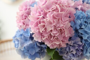 Beautiful light blue and pink hydrangea flowers, closeup