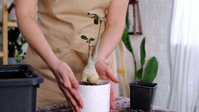 Repotting a home plant succulent adenium into new pot. Caring for a potted plant, layout on the table with soil, shovel, hands of woman in apron