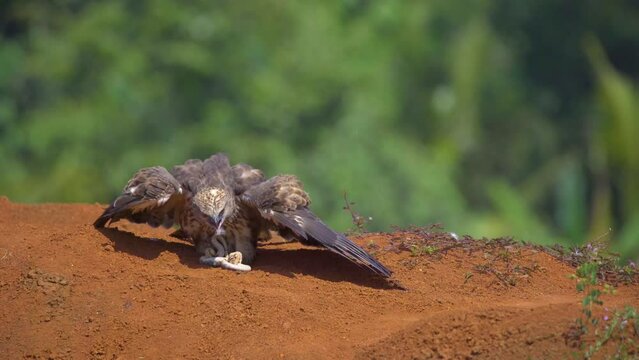 a changeable hawk-eagle nisaetus cirrhatus light morph eating a snake on red soil, natural bokeh background