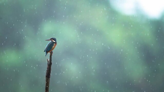 a common kingfisher perching on a branch in the middle of the rain, natural bokeh background