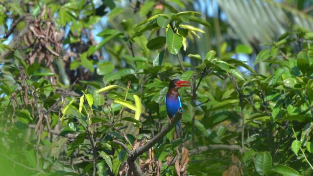 a javan kingfisher making a call sound, natural bokeh background