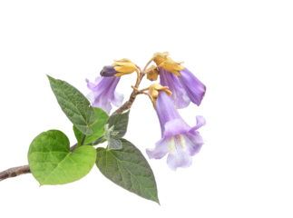 キリの花　4月撮影