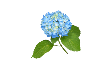 ヒメアジサイ　5月撮影