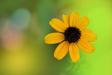 A Black eyed Susan. Wildflower with yellow petals. Yellow plants. Rudbeckia hirta.