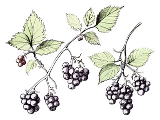 Drawn set of black currant berries in ink drawing style in vector