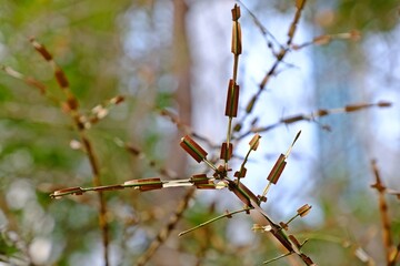 Burning bush or Winged spindle (Euonymus alatus) tree for autumn colour, corky wings on its stems.