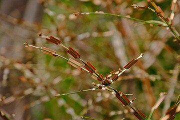Burning bush or Winged spindle (Euonymus alatus) tree for autumn colour, corky wings on its stems.