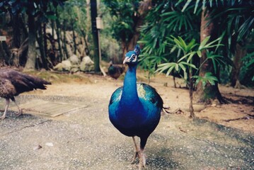 Obraz premium Peacock in Okinawa, Japan