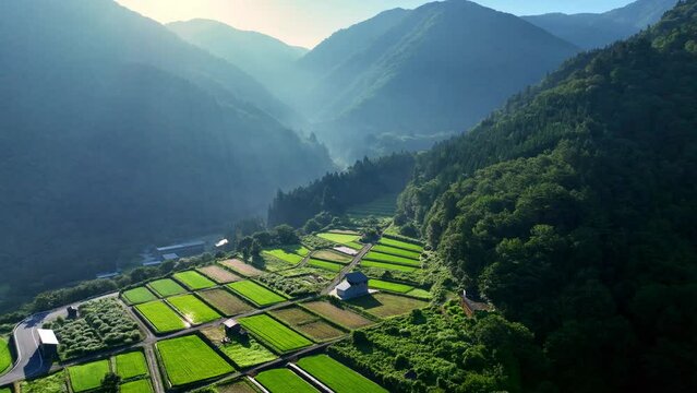  Terraced rice fields in the Japanese mountains in the morning, Shirakawago village in Japan, beautiful aerial view of Japanese Alps, tourism in Japan