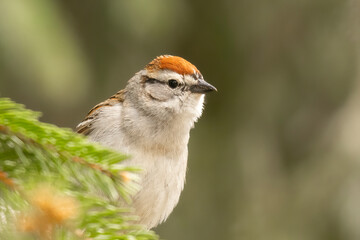 Chipping Sparrow (Spizella passerina) in the pines. Tiny brown bird flits and sits in the conifer forest of Minnesota. This species is distinguished by its rusty red cap