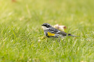 Yellow Rumped Warbler (Setophaga coronata) forages in a green grassy field.  Small bird in morning light during summer. 
