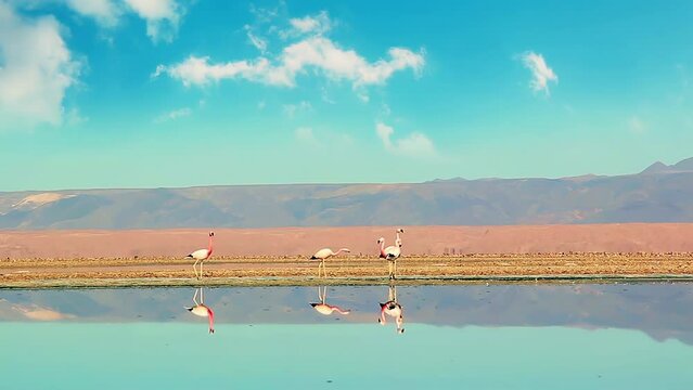 Flamingos at Laguna Chaxa (Chaxa Lagoon), Atacama Desert, Chile, South America. 4K Resolution.