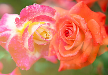 곡성 장미 축제장 장미꽃을 이중촬영한 모습