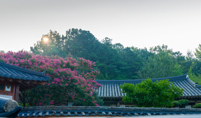 Obraz premium 배롱나무 꽃이 아름답게 핀 나주 도래마을 공원 풍경