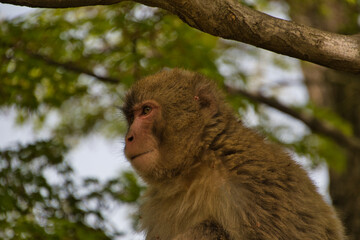 A portrait of a Japanese monkey.   Kyoto Japan
