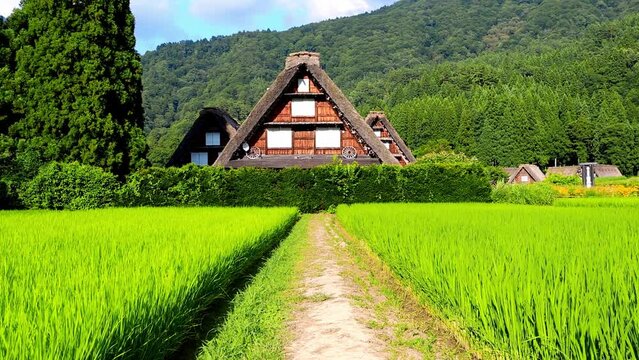 Shirakawa-go village in summer, UNESCO world heritage sites in Japan, Japanese traditional thatched roof houses in a rice field